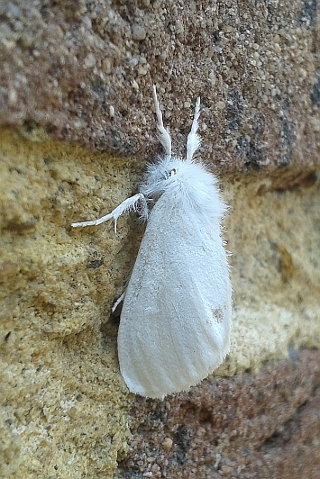 Euproctis similis (Yellow-tail).JPG